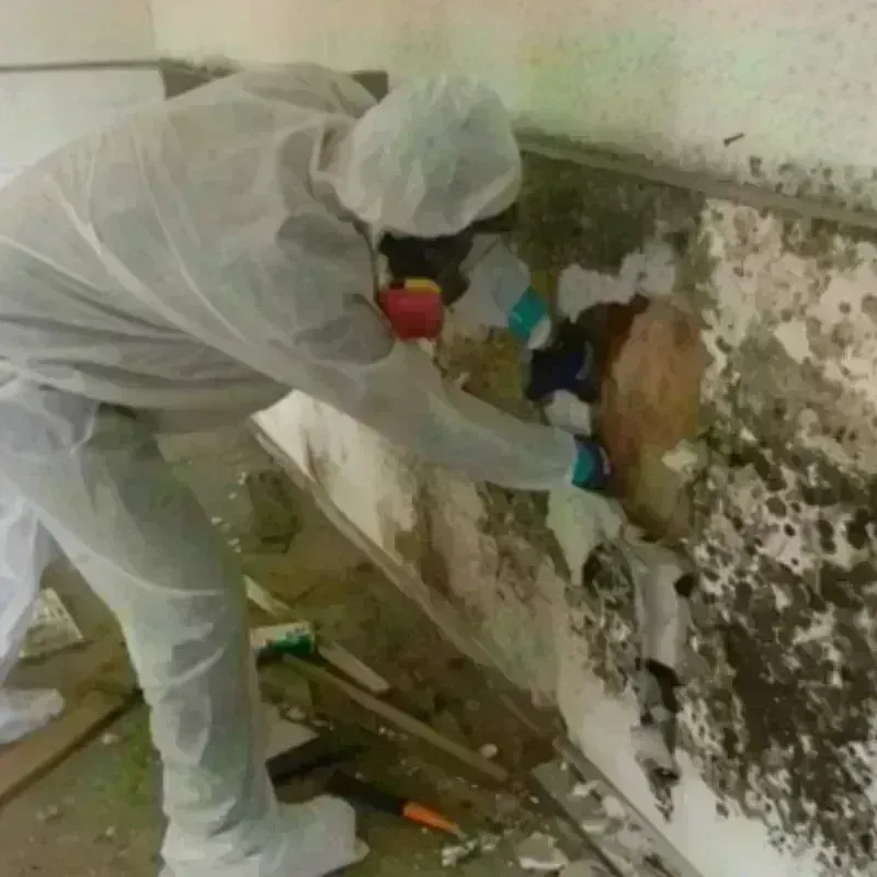 Mold Remediation and Removal in Briar, TX